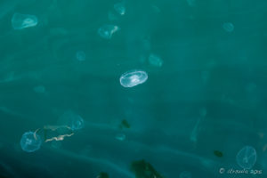 Jellyfish in the Waters, Melanie Cove, Desolation Sound, BC Canada