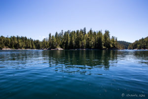 Tree and waters of Prideaux Haven, Desolation Sound, BC Canada