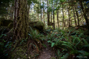 Path in the forest, Melanie Point, Desolation Sound, BC