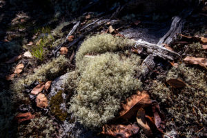 Mosses and fallen leaves on the forest floor, Melanie Cove, Desolation Sound BC Canada
