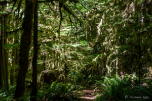 Path in the Woods, Melanie Point, Desolation Sound, BC
