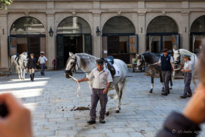 Lipizzan horses being led out of the Spanish Riding School in Vienna, Austria