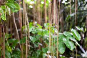 Giant wood spider (Nephila maculata/nephila pilipes), Ubud Bali
