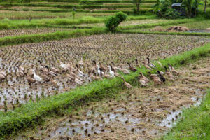 Ducks in a Balinese rice Field , Ubud