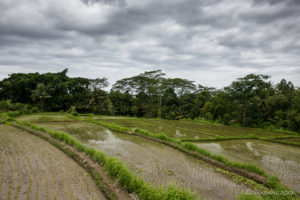 Wet, muddy Balinese rice Fields, Ubud