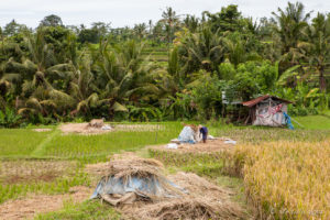 Working the Balinese rice Fields, Ubud