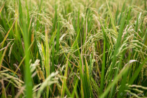 Closeup: Fresh Balinese rice in the Fields, Ubud