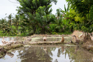 Ducks in a flooded Balinese Rice Terrace, Ubud