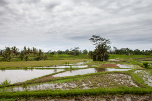 Wet, muddy Balinese rice Fields, Ubud