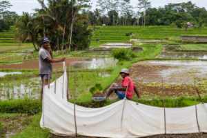 Two Balinese men take a Break in the Rice Fields, Ubud Bali