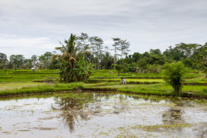 Wet, muddy Balinese rice Fields, Ubud