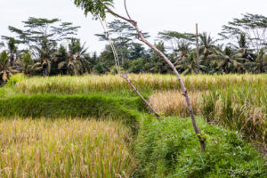 Green grassy hillocks and yellow rice fields, Ubud Bali.
