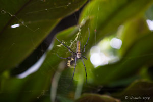 Giant Wood Spider (Nephila Maculata:Nephila Pilipes), Bali