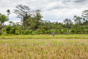 Man in a Balinese rice Field , Ubud