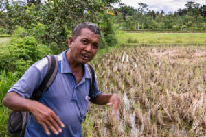 A Balinese man in front of a harvested rice field, Ubud Bali