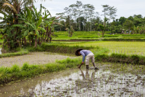 A Balinese man transplanting rice, Ubud