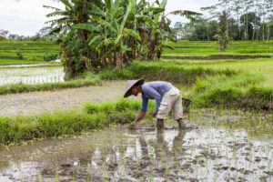 A Balinese man transplanting rice, Ubud