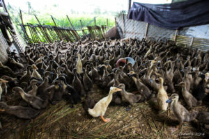 Ducklings crowded in a shed, Ubud Bali
