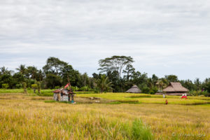 Tin sheds in a yellow rice field, Ubud Bali