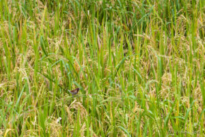 Little Spice Finch - Lonchura Punctulata - in a rice field, Bali