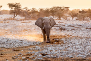 Bull Elephant in the afternoon light, Etosha National Park, Namibia.