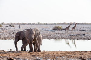 Elephants at the Waterhole, Etosha National Park, Namibia.