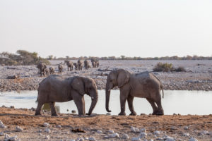 Elephants at the Waterhole, Etosha National Park, Namibia.