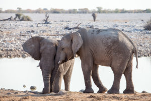 Elephants at the Waterhole, Etosha National Park, Namibia.