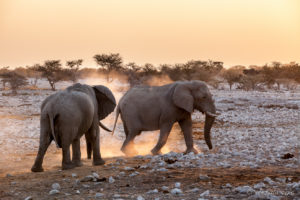 Elephants at the Waterhole, Etosha National Park, Namibia.