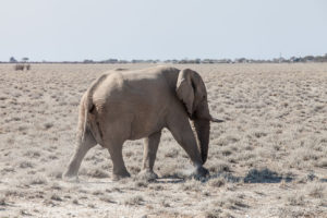 Elephant on the veld, Etosha National Park, Namibia.