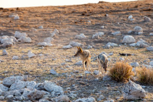 Black Backed Jackals, , Etosha National Park Namibia