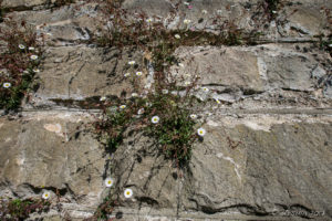 Wildflowers on a stone wall, Katoomba, Australia