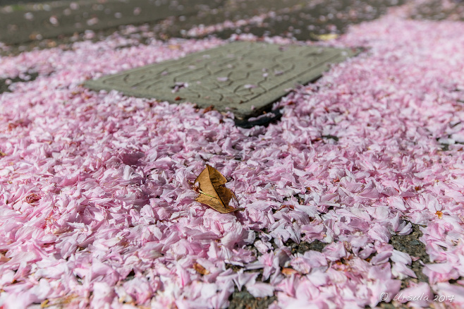 Pink petals on a sidewalk, Katoomba, Australia