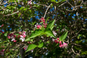 Pink blossoms in a Tree, Katoomba, Australia