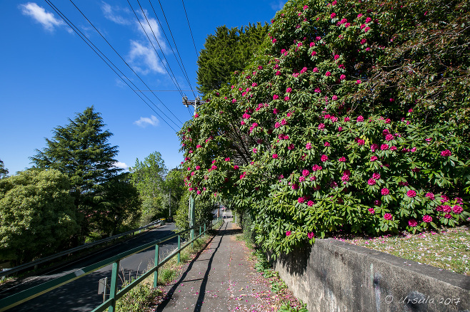 Rhododendrons in flower on the Lurline St, Katoomba, Australia