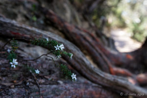 Flowers and Roots along the Walkway to the Three Sisters, Katoomba Australia