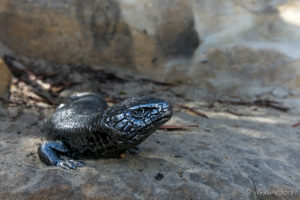 Sculpture of a Blue Tongue Lizard, walkway to the Three Sisters, Katoomba NSW
