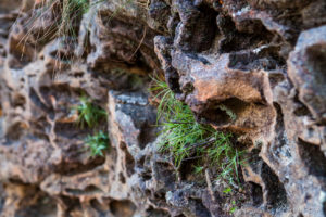 Grassy moss on a pock-marked cliff wall, Katoomba Australia