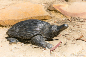 Sculpture of a Echidna, walkway to the Three Sisters, Katoomba NSW