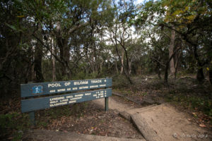 Blue Mountains National Park's sign: Pool of Siloam Track, Gordon Falls Reserve, Leura