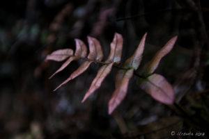 Leaf in the Dark, Pool of Siloam Track, Leura AU