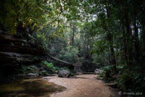 Stepping stones at the Pool of Siloam, Blue Mountains National Park, AU