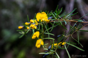 Broad-Leaf Wedge Pea (Gompholobium Latifolium), Pool of Siloam Track, Leura AU