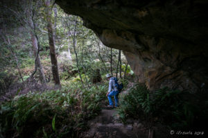 Hiker walking don to Gordon Creek, Lyrebird Dell Walking Track, Leura AU