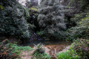 Lyrebird Dell, Blue Mountains National Park AU