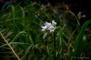 Small white lilies, Lyrebird Dell, Blue Mountains National Park AU