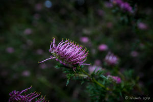 Grevillea Aspleniifolia, Lyrebird Dell, Blue Mountains National Park AU