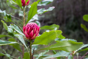 Waratah Flowers, Blue Mountains National Park near Leura, AU