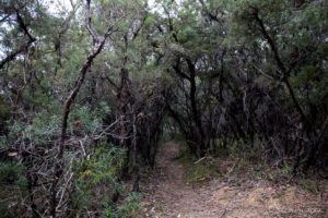Scrubby woods, Blue Mountains National Park AU