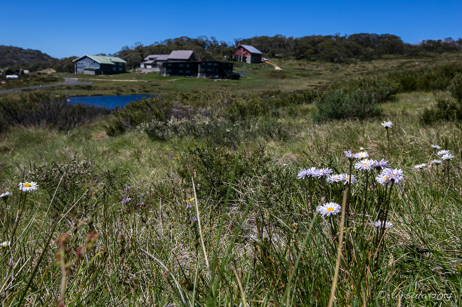 Tufted Daisies (Brachyscome scapigera) on the Hillside, Porcupine Rocks Track, Kosciuszko National Park AU